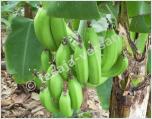 Bananengewächse (Samen)