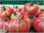 Tomaten (Samen)